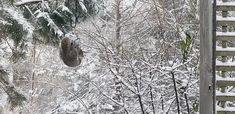 there is a cat hanging out in the snow by a window and looking at it