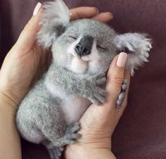 a person holding a stuffed koala bear in their hands and it's eyes closed