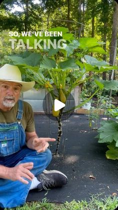 PawPaw Ridge Homestead on Instagram: "People wanted more about the squash tree. Here you go! Just a plain old squash trained to go vertical. #garden #gardening #gardentips #homestead #homesteading #homesteadlife #farm #farming #farmlife #foodie #farmtotable #permaculture #vegetables" Planting Squash In Garden, Summer Squash Trellis, Squash Plants Trellis, Growing Squash On A Trellis, Squash Plants How To Grow, How To Grow Squash Vertically, Squash Garden Ideas, Vertical Squash Garden, Diy Squash Trellis