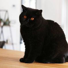 a black cat sitting on top of a wooden table