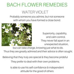 Water Violet, Switch Word, Cosmetics Business