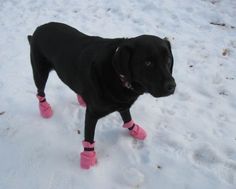 a black dog wearing pink boots in the snow