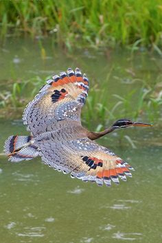 the bird is flying over the water in the swampy area with tall grass behind it