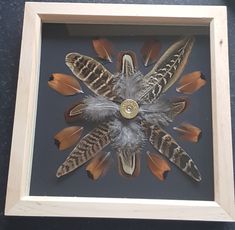 an image of some feathers in a frame