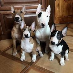 four dogs are sitting on the floor and one is looking at the camera while the other looks up