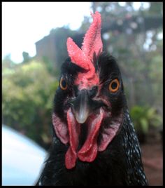 a close up view of a rooster's face