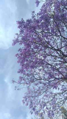 purple flowers blooming on the branches of trees in front of a cloudy blue sky