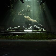 an animal display in the dark with light coming through