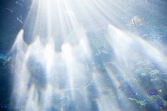 sunlight shining through the water over an aquarium filled with fish and other marine life,