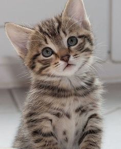 a small kitten is sitting on the floor