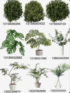 various types of trees and plants in white pots with numbers on the bottom left side