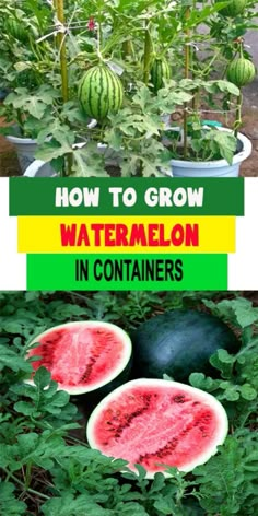 how to grow watermelon in containers