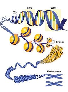 the structure of an animal's cell is shown in this diagram, which shows how cells