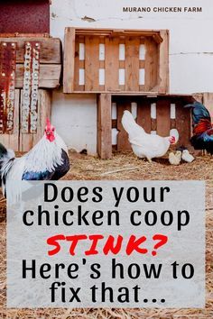 a chicken coop with two chickens and a sign that says does your chicken coop stink? here's how to fix that