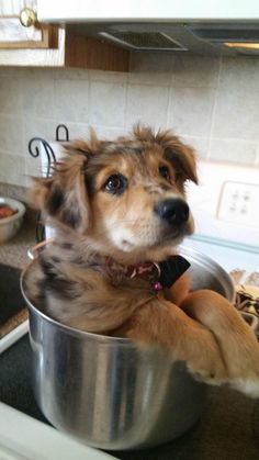 a brown dog sitting in a metal bowl