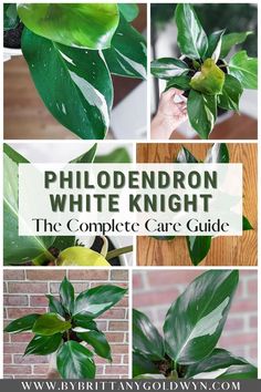 the complete care guide for philoderon white knight, which includes plants and leaves