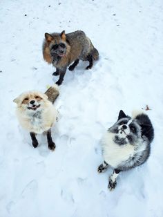 three small dogs are standing in the snow and looking up at the camera while another dog looks on