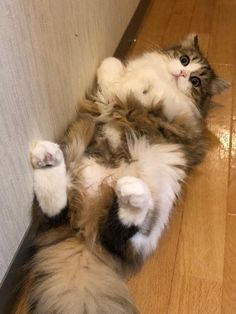 a fluffy cat laying on its back with it's paws in the air and eyes wide open