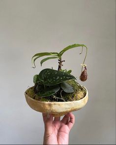 a person holding up a plant in a bowl with moss and leaves on it's side