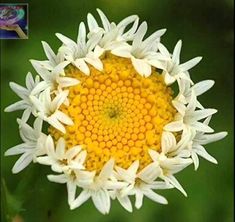 a yellow and white flower with lots of petals on it's center is surrounded by green leaves