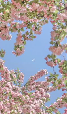 the moon is seen through some pink flowers on a tree in front of a blue sky