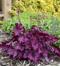 purple flowers are growing in the dirt near some bushes and plants with green leaves on them