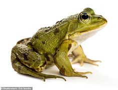 a green frog sitting on top of a white surface with its legs crossed and head turned to the side