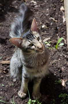 a cat standing in the dirt looking up