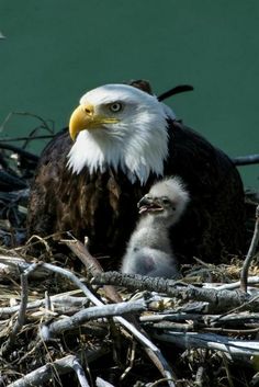 an adult bald eagle with two young birds in its nest