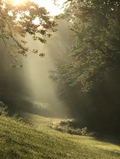 the sun is shining through the trees in the forest