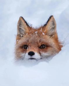 an image of a fox in the snow looking at the camera, with one eye open