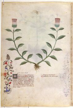 an old book with flowers and leaves on it