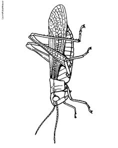 an insect drawn in black and white with lines on it's back legs, showing the