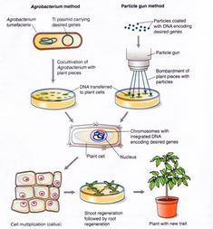 the diagram shows how plants and other things are involved in plant cell reproductional development