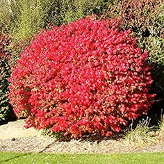 Burning Bush Shrub Peach Tree Diseases, Burning Bush Shrub, Euonymus Alatus, Plant Zones, Burning Bush, Colored Leaves, Red Fall, Garden Shrubs, Fiery Red