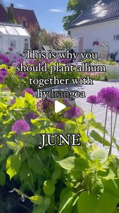 purple flowers and green leaves in front of a white house with the words,'this is why you should plant allium together with hydrange