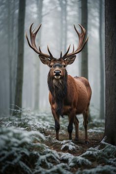 a large elk standing in the middle of a forest