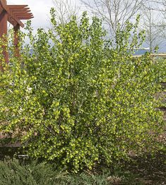 a bush with green leaves in front of a wooden structure