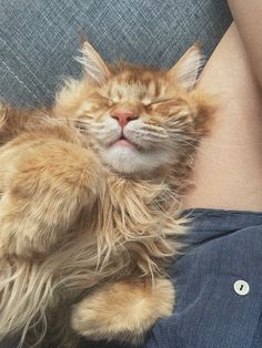 an orange cat sleeping on top of someone's stomach