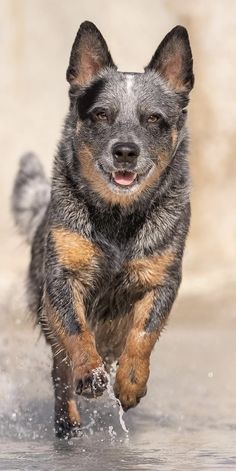 a dog is running through the water with it's front paws in the air