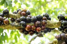 the fruit is growing on the tree branch