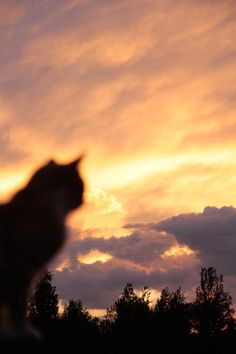 a cat standing on top of a roof in front of a cloudy sky at sunset