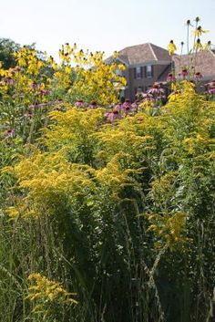 yellow and purple flowers are in the foreground with a house in the background on a sunny day