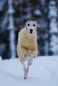 a dog in a sweater running through the snow with trees in the backgroud