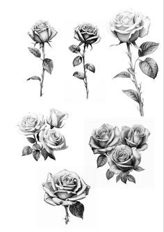 black and white drawing of roses on a white background