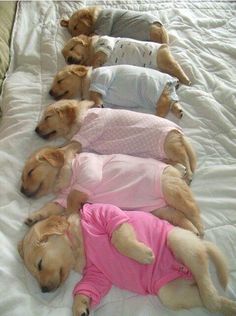 four dogs laying on top of a bed wearing pink and white shirts with one dog in the middle