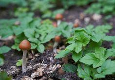 The Psychedelic Mushroom That Probably Grows in Your City #psychedelicmushrooms #psychedelic #mushrooms #wavycap #wavycap #shrooms #Psilocybecyanescens #Psilocybe Psilocybin Mushrooms, Mushroom Species, Poisonous Mushrooms, Mushroom Spores, Magic Mushroom, City Garden, Mulch, Natural Health, Stuffed Mushrooms