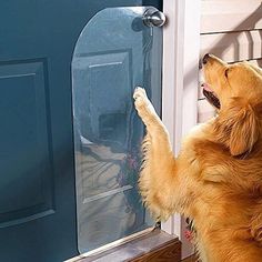 a brown dog standing on its hind legs looking at a blue door