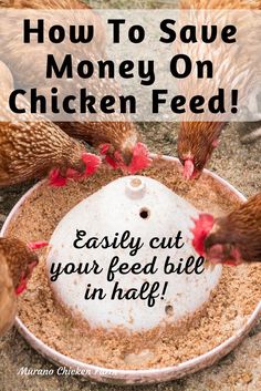 Chickens around feeder eating Chicken Feed Storage, Chicken Feed Diy, Chicken Pets, Food For Chickens, Chickens Backyard Breeds, Layer Feed, Diy Chicken Coop Plans