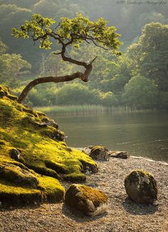 a tree that is sitting on the side of a hill next to some rocks and water